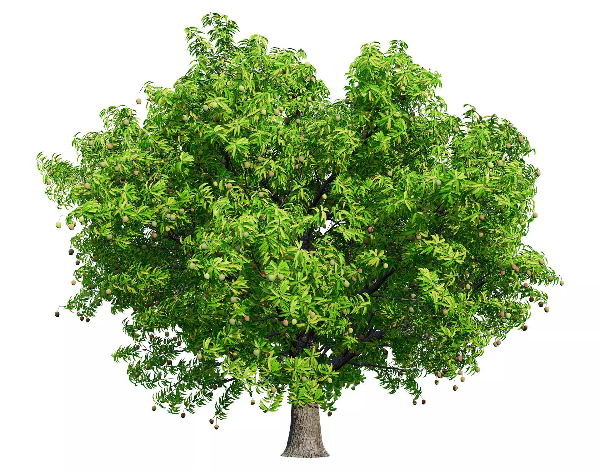 Mango Tree 3D Model Low-poly 3D model_0