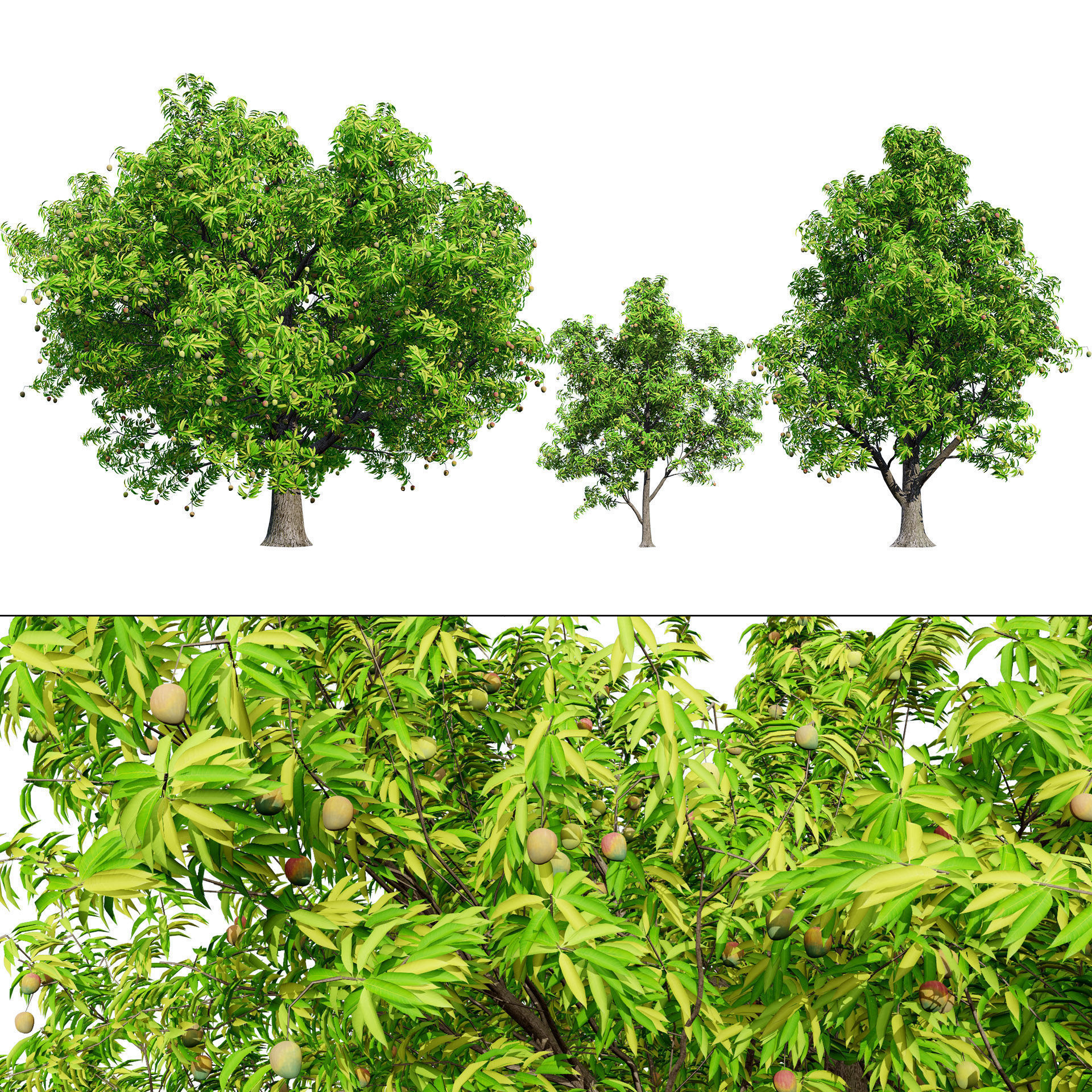 Mango Tree 3D Model Low-poly 3D model_2
