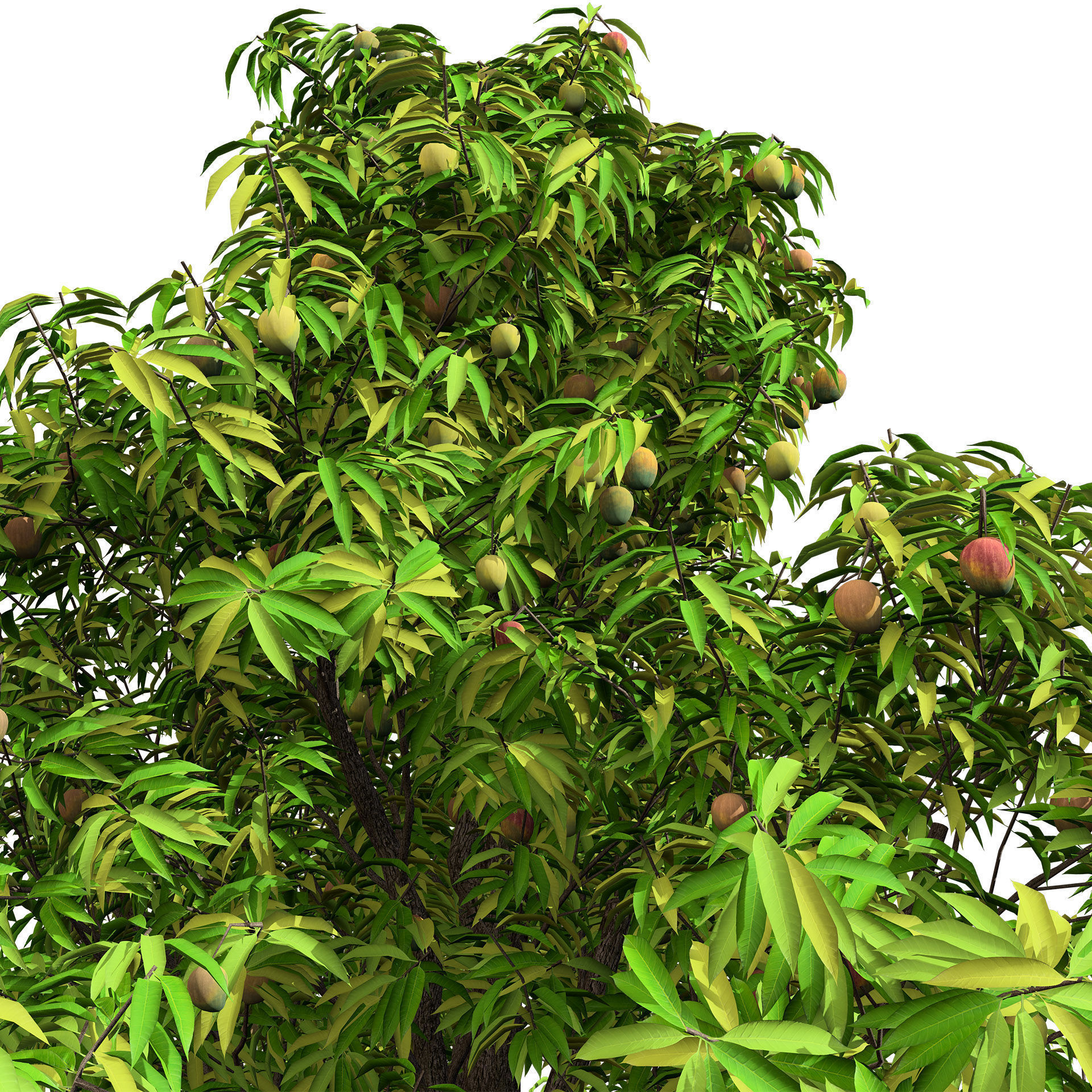 Mango Tree 3D Model Low-poly 3D model_5