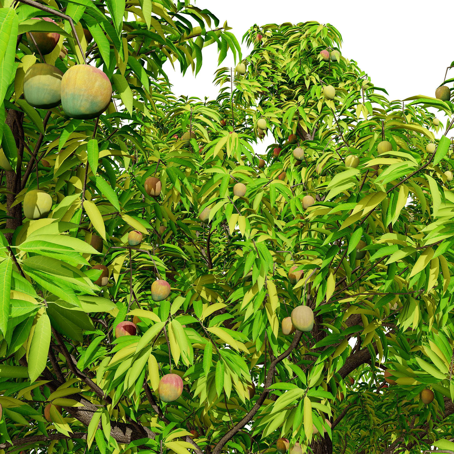 Mango Tree 3D Model Low-poly 3D model_3