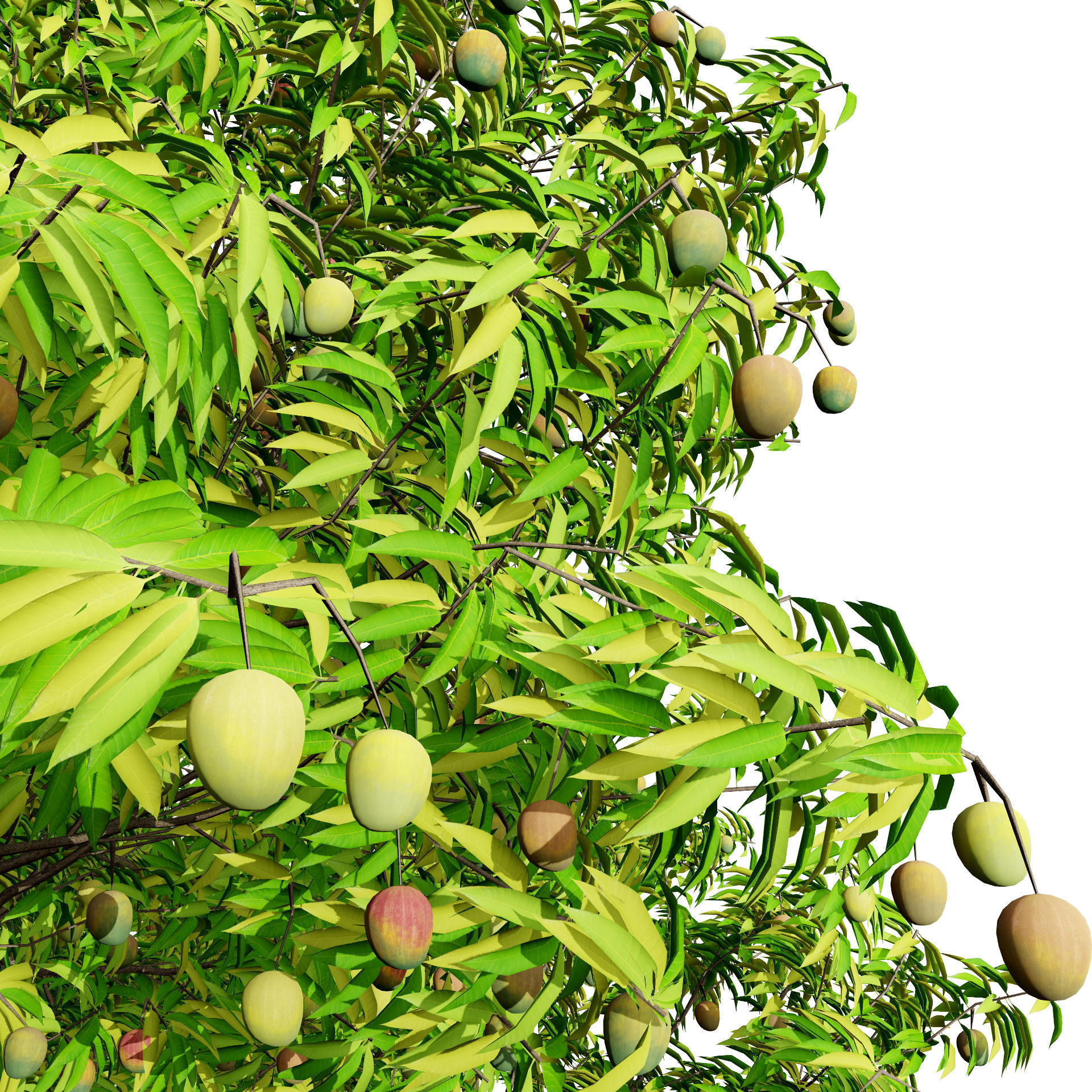 Mango Tree 3D Model Low-poly 3D model_4