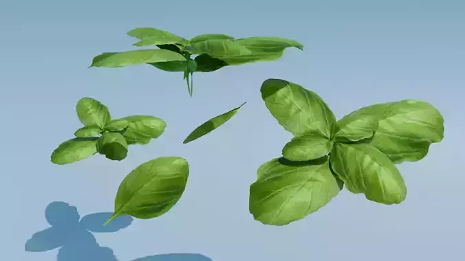 Basil Leaves realistic 3D Model