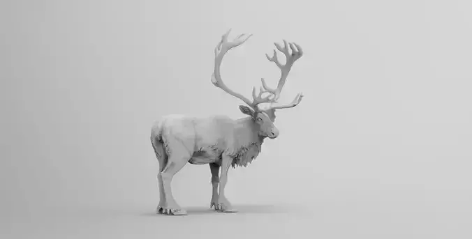 reindeer