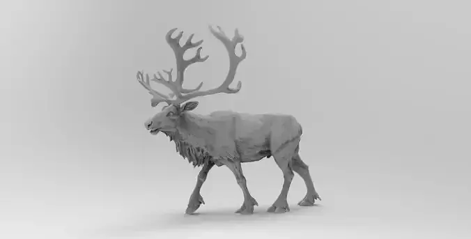 reindeer