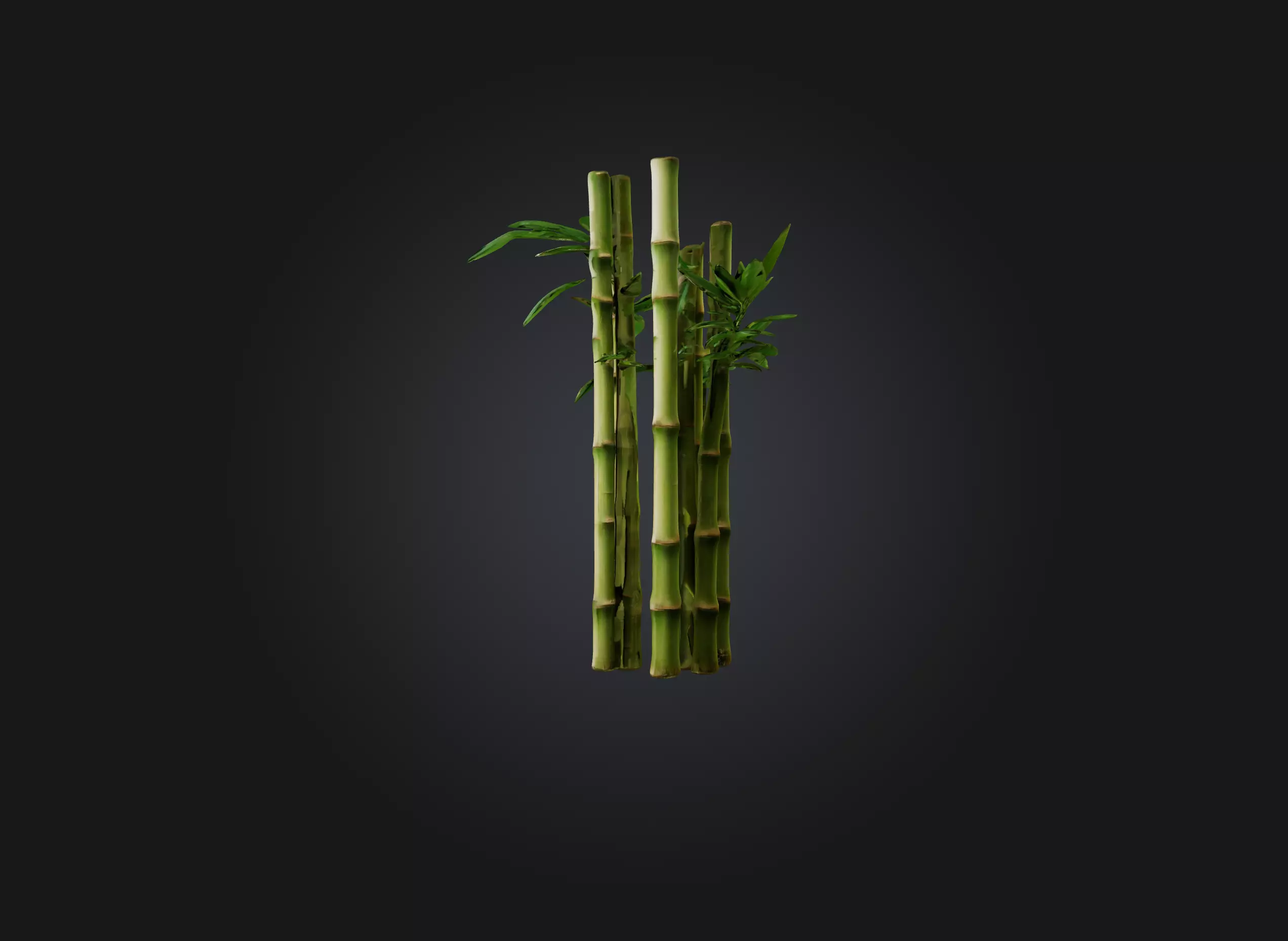 bamboo Low-poly 3D model_0