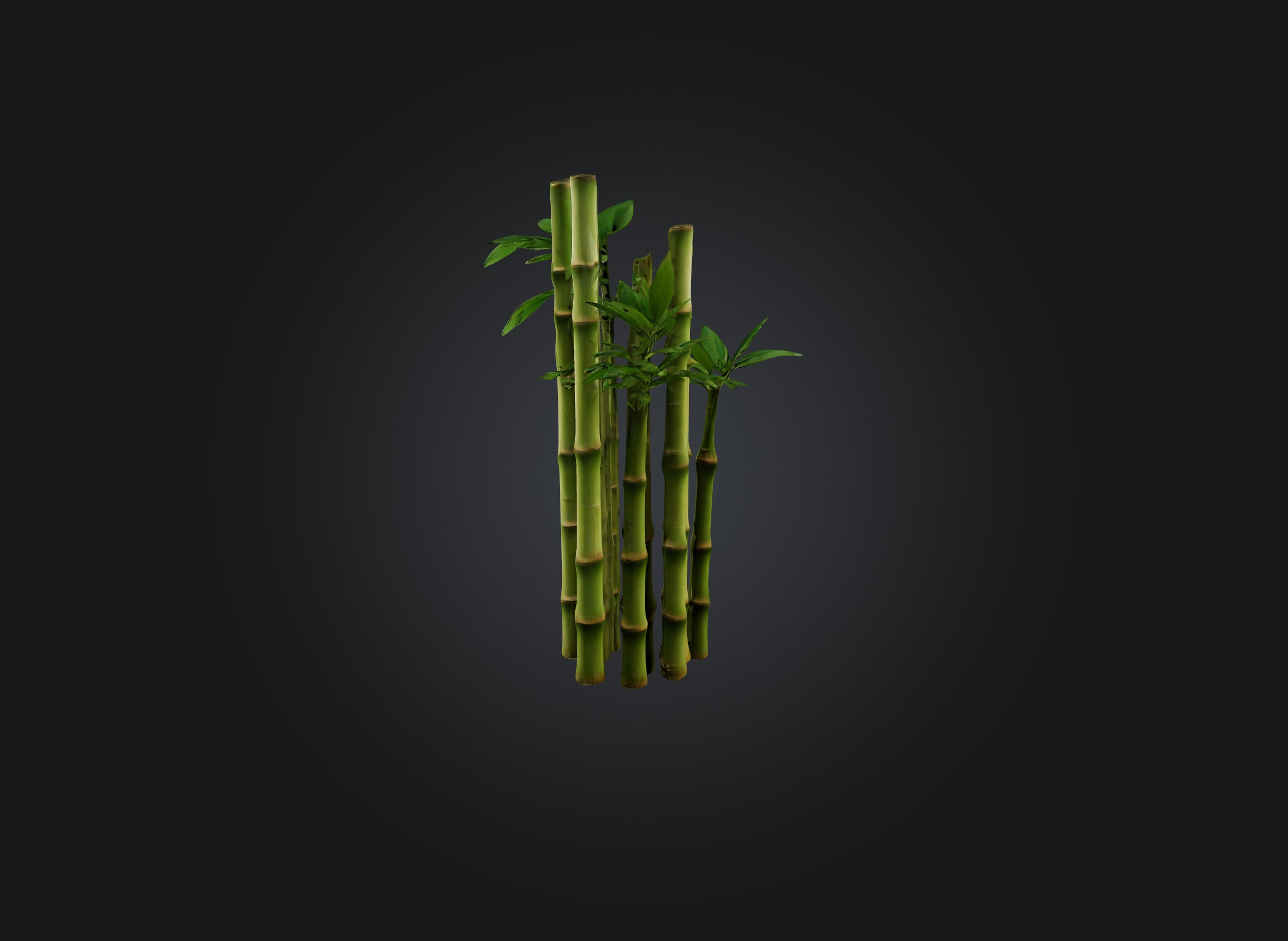 bamboo Low-poly 3D model_3