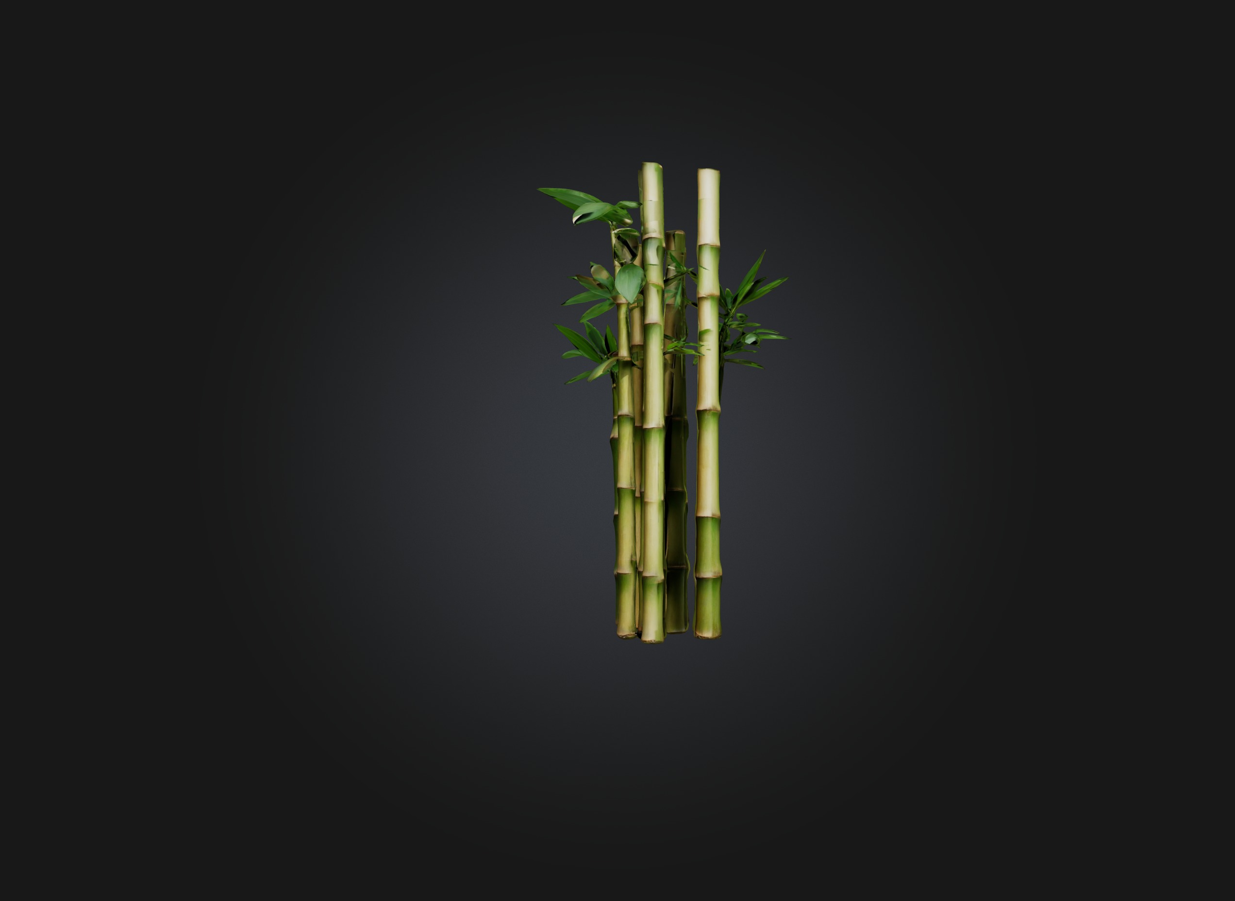 bamboo Low-poly 3D model_1