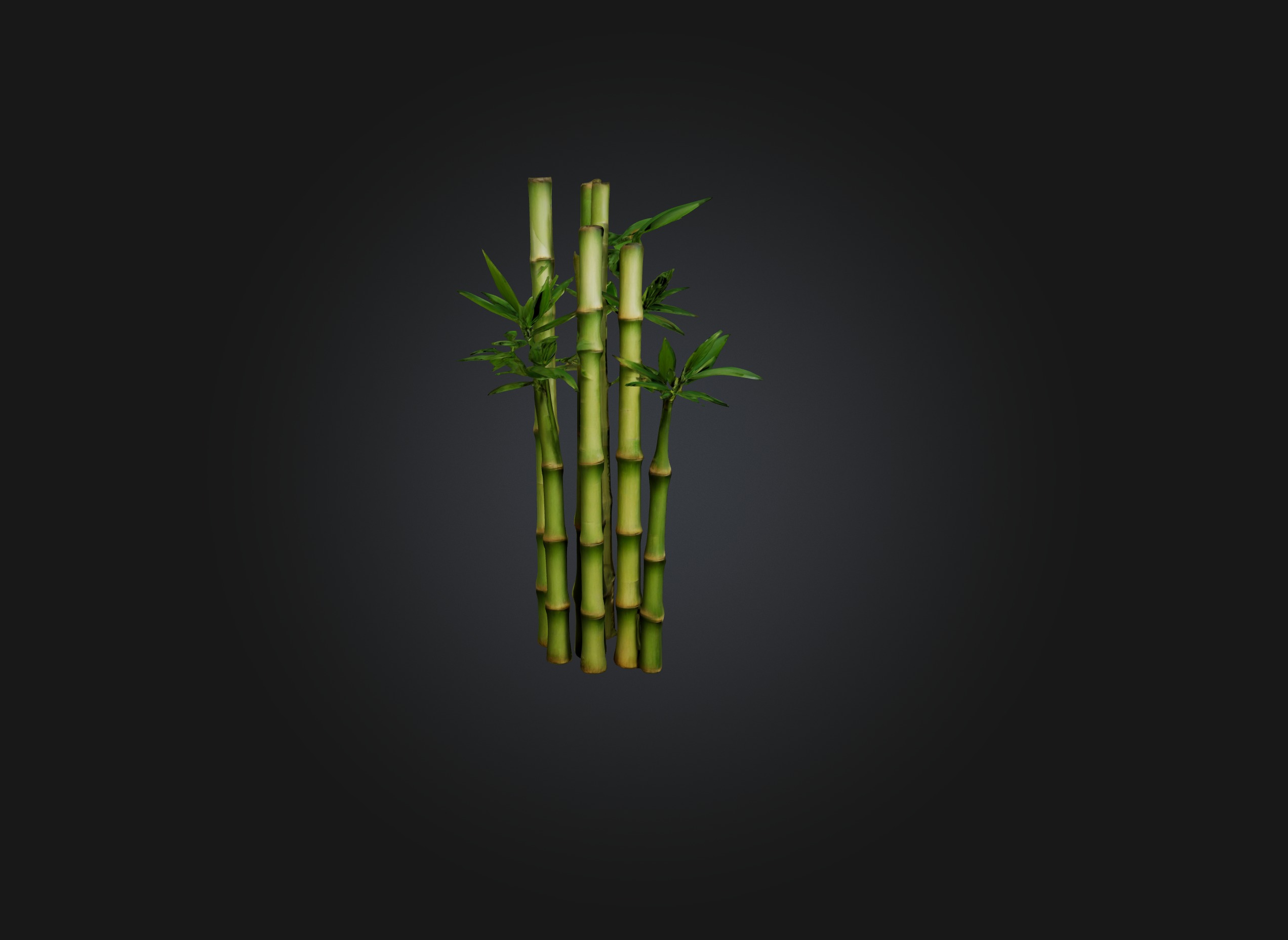 bamboo Low-poly 3D model_4