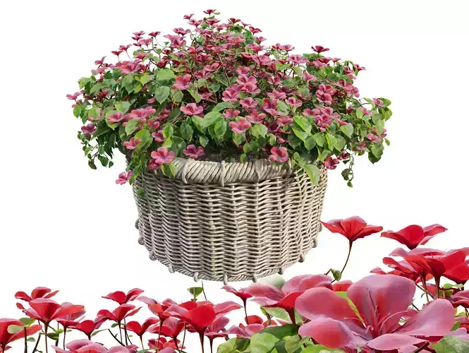 Rattan basket planter