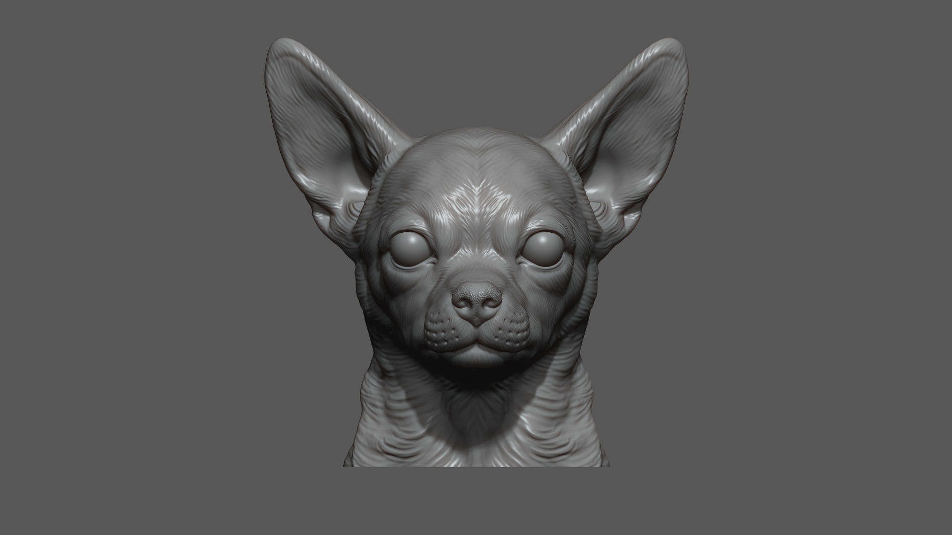 Chihuahua bust 3D print model_9
