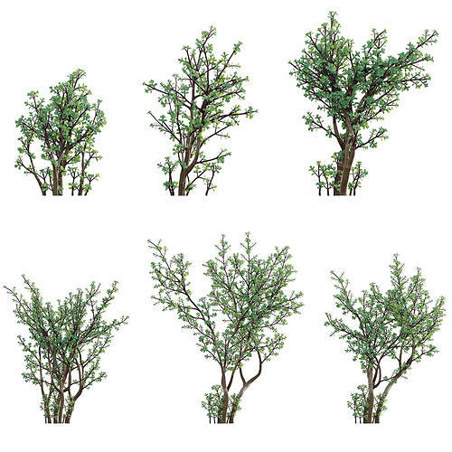 Portulacaria afra - Elephant bush Low-poly 3D model