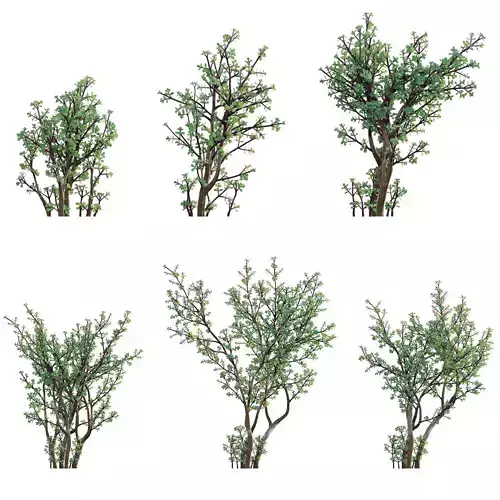 Portulacaria afra - Elephant bush