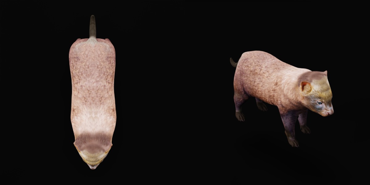 Bush Dog Low-poly 3D model_5