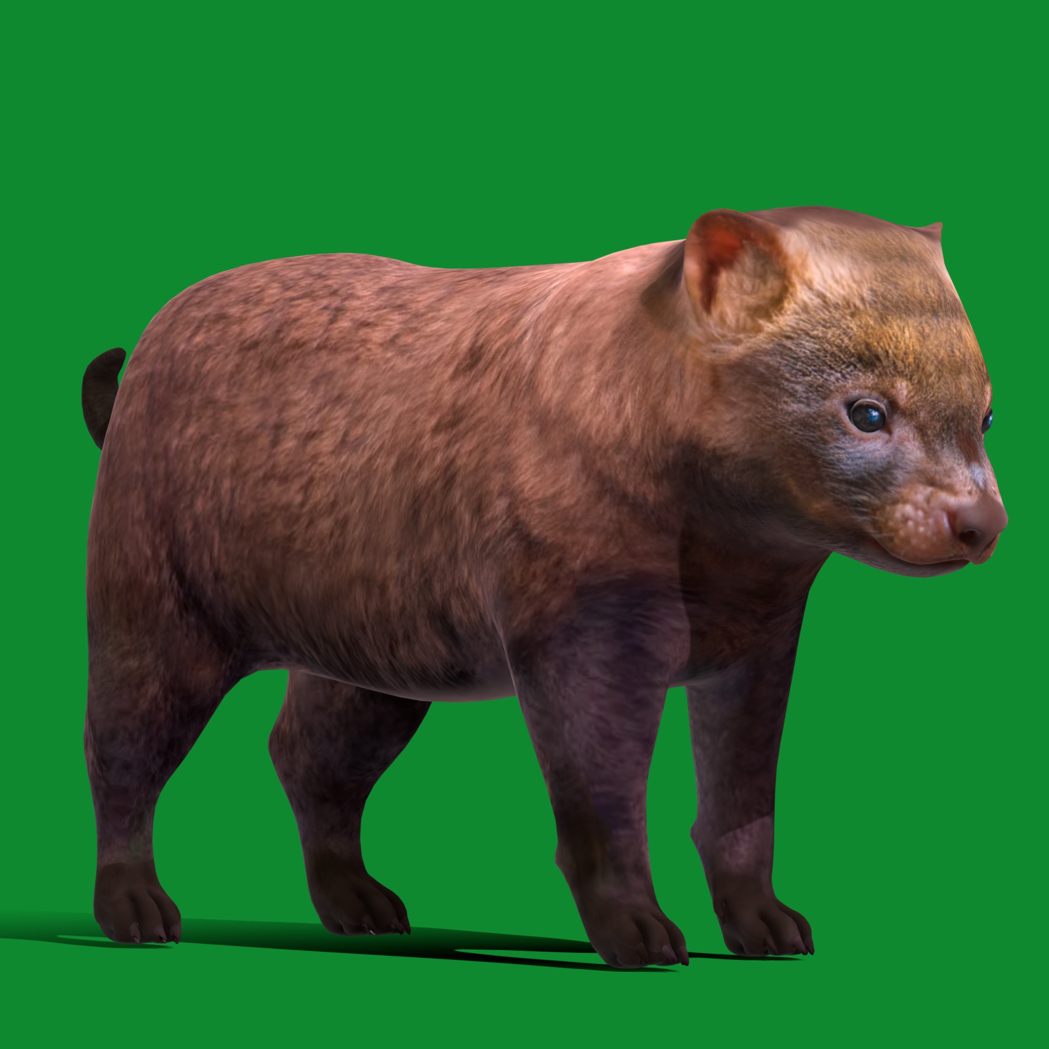 Bush Dog Low-poly 3D model_23