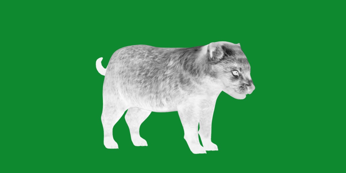 Bush Dog Low-poly 3D model_9