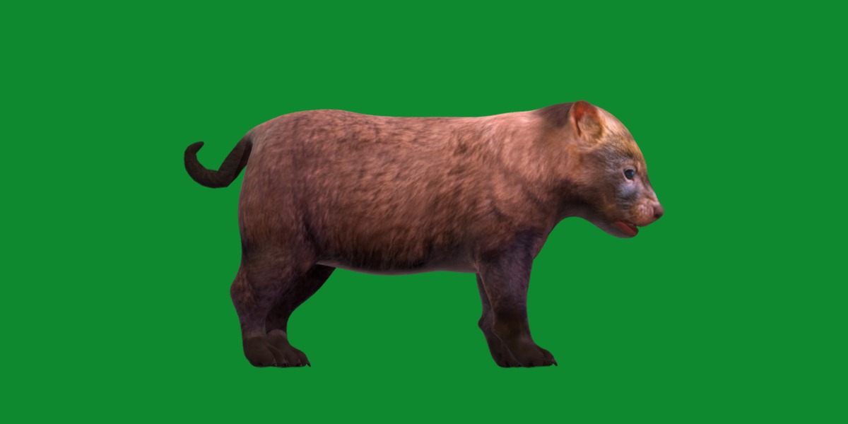 Bush Dog Low-poly 3D model_19