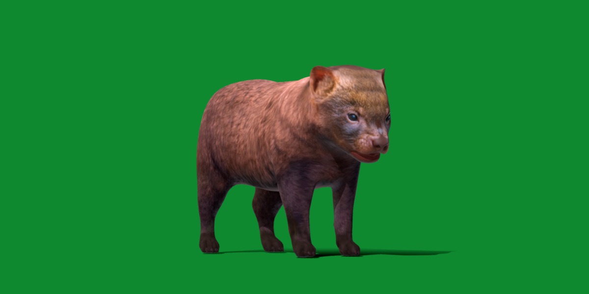 Bush Dog Low-poly 3D model_8