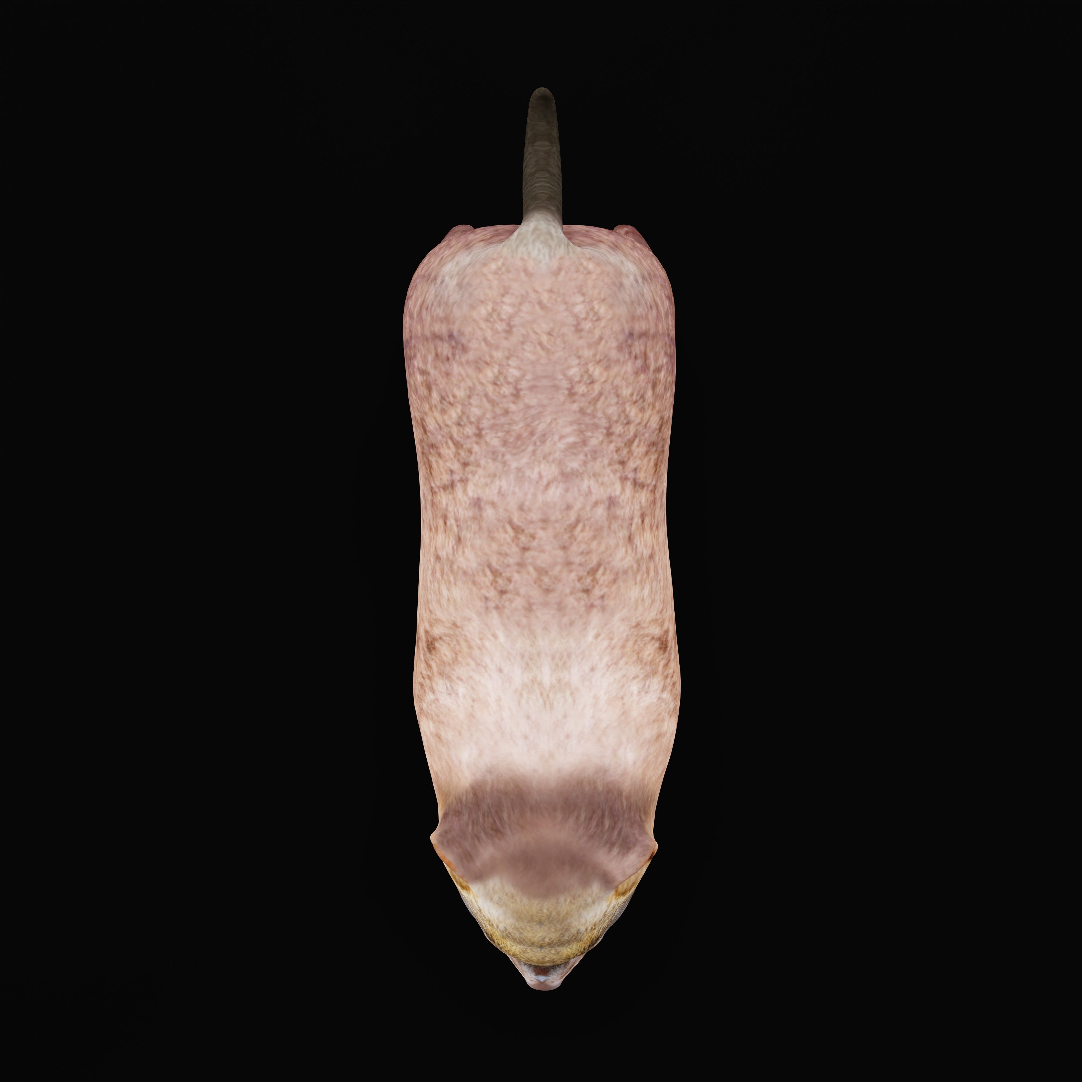 Bush Dog Low-poly 3D model_38