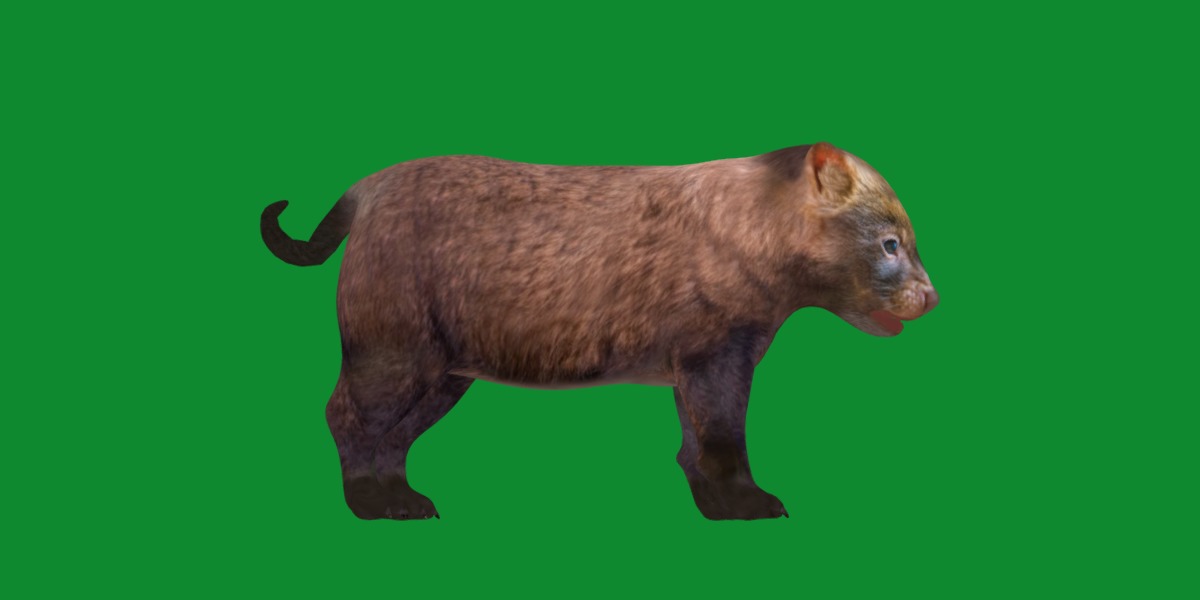 Bush Dog Low-poly 3D model_24