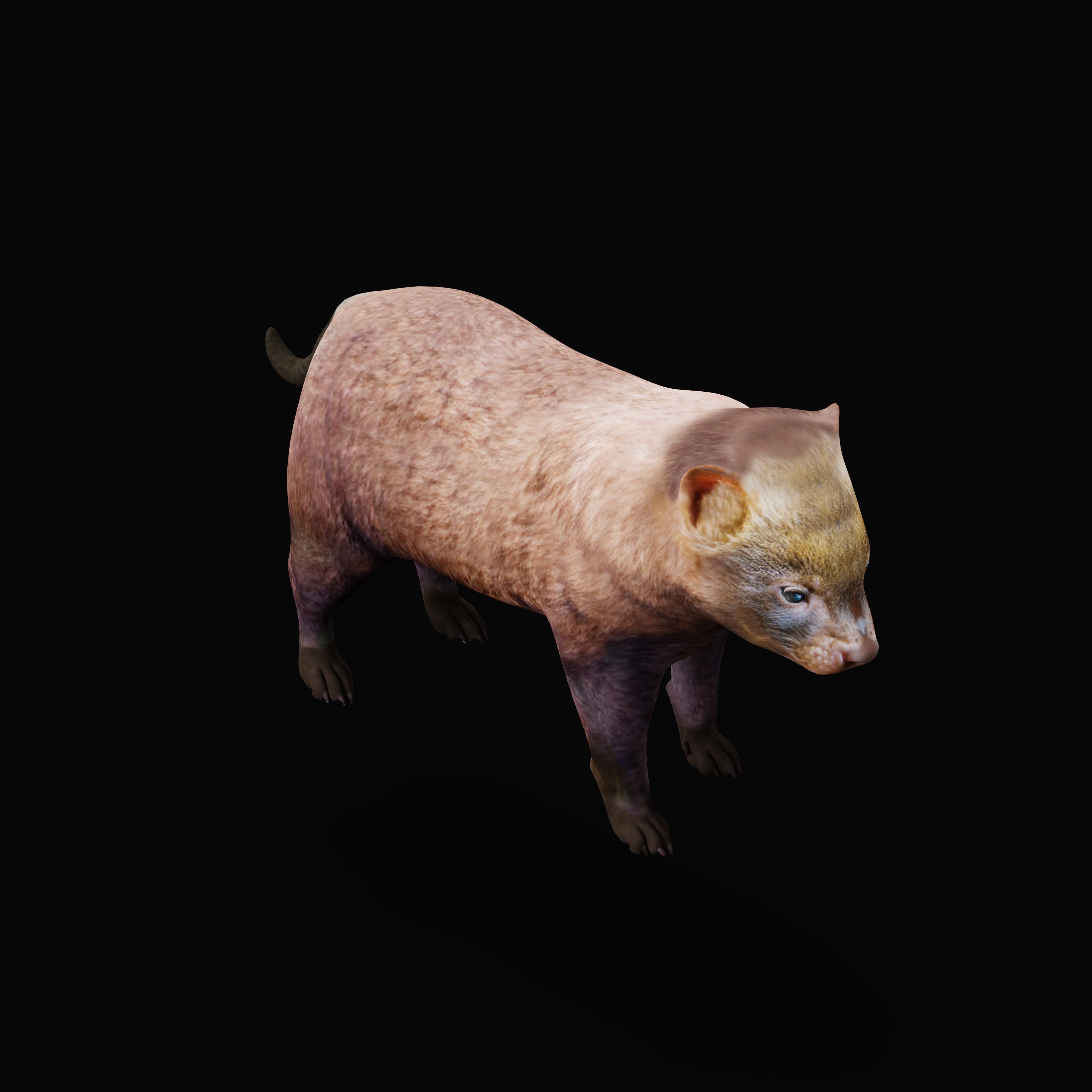 Bush Dog Low-poly 3D model_39