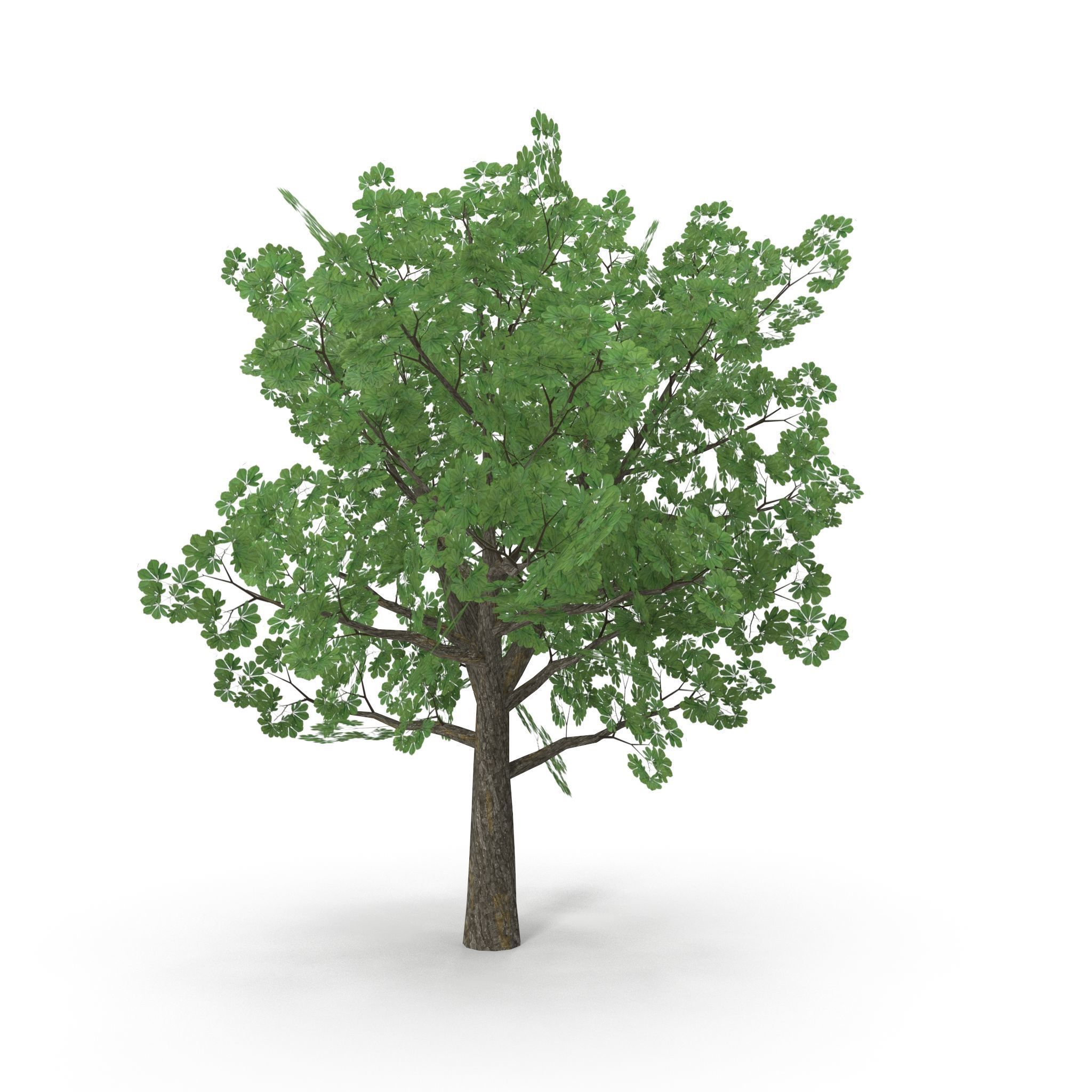 Horsechestnut Low Poly V2 Low-poly 3D model_1