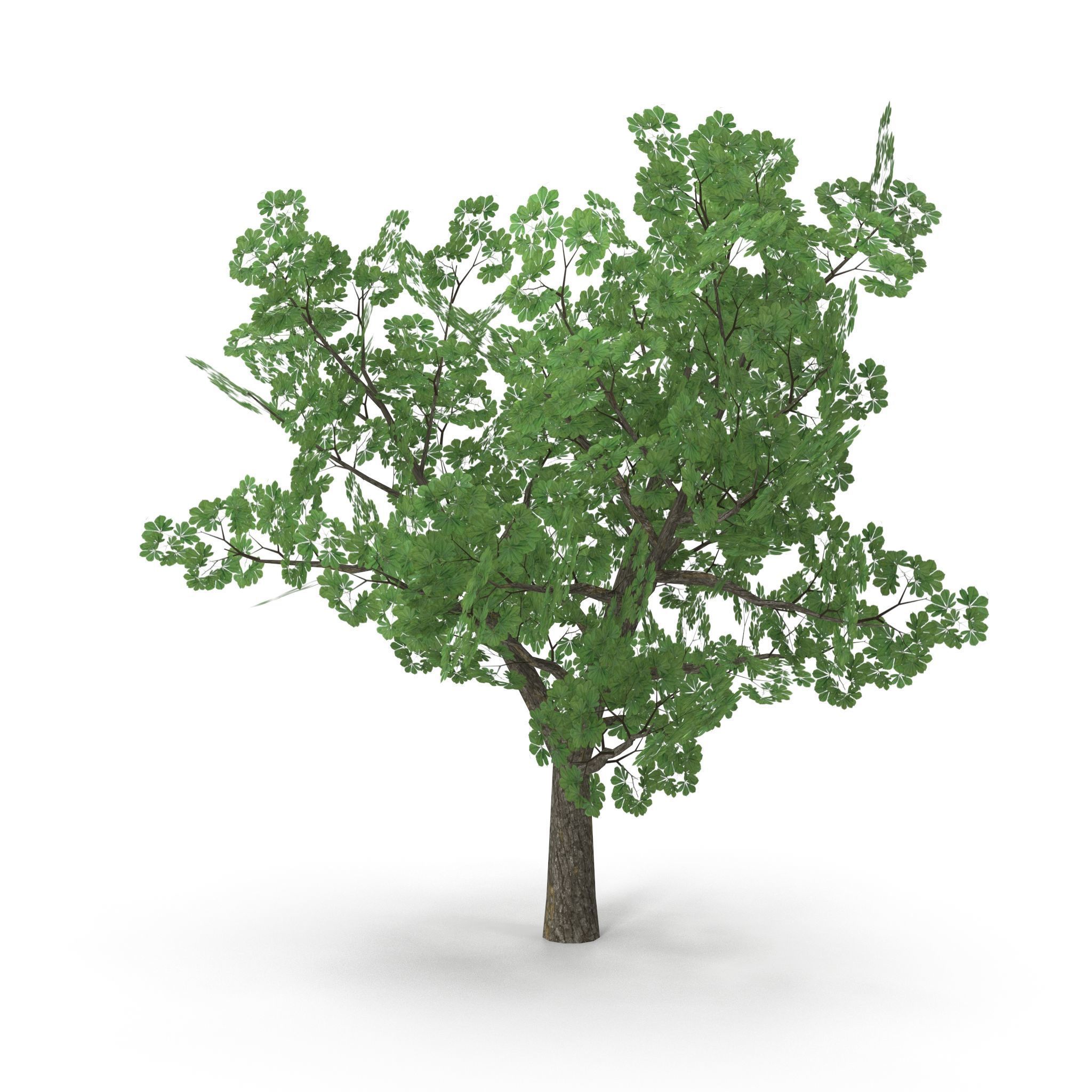 Horsechestnut Low Poly V2 Low-poly 3D model_6