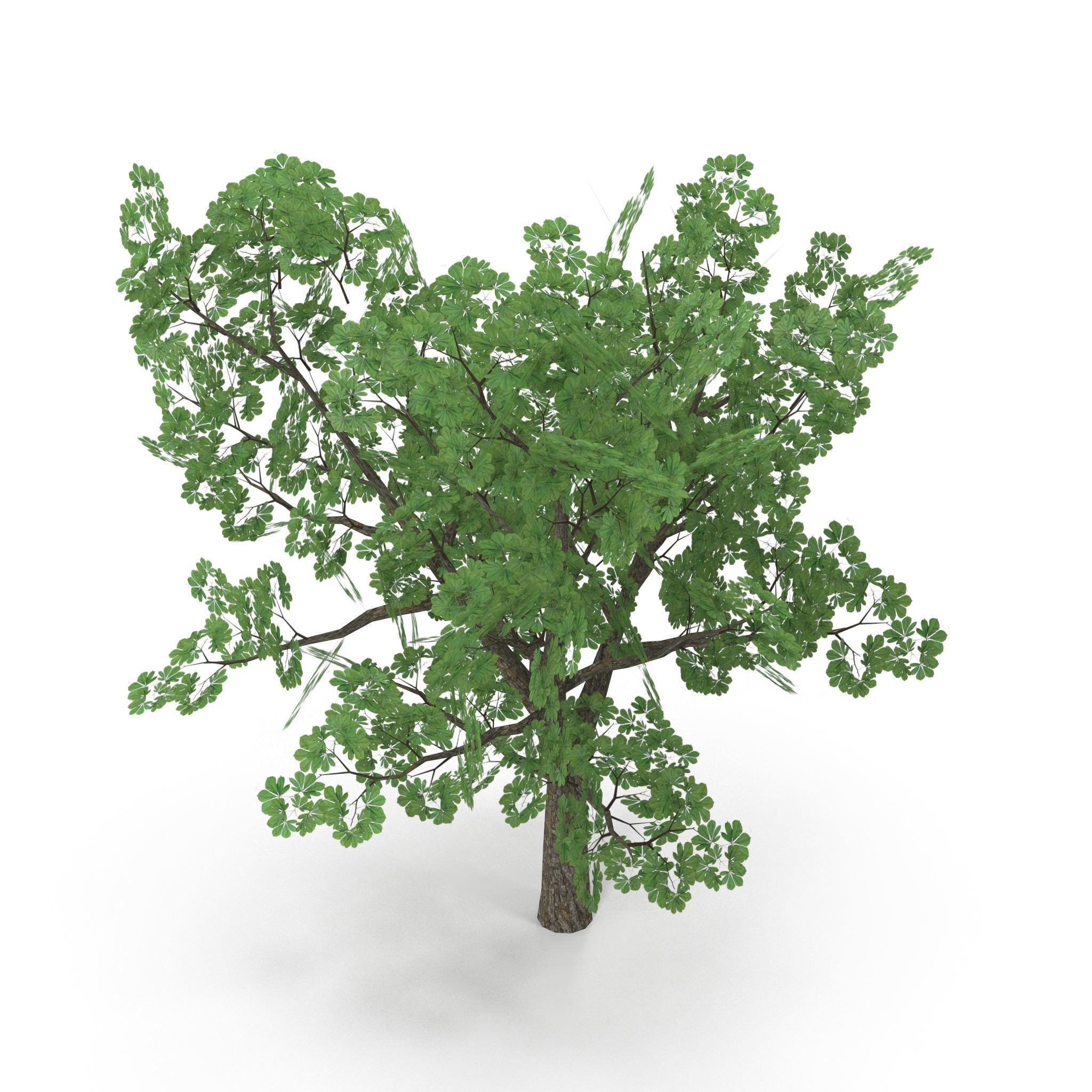 Horsechestnut Low Poly V2 Low-poly 3D model_4