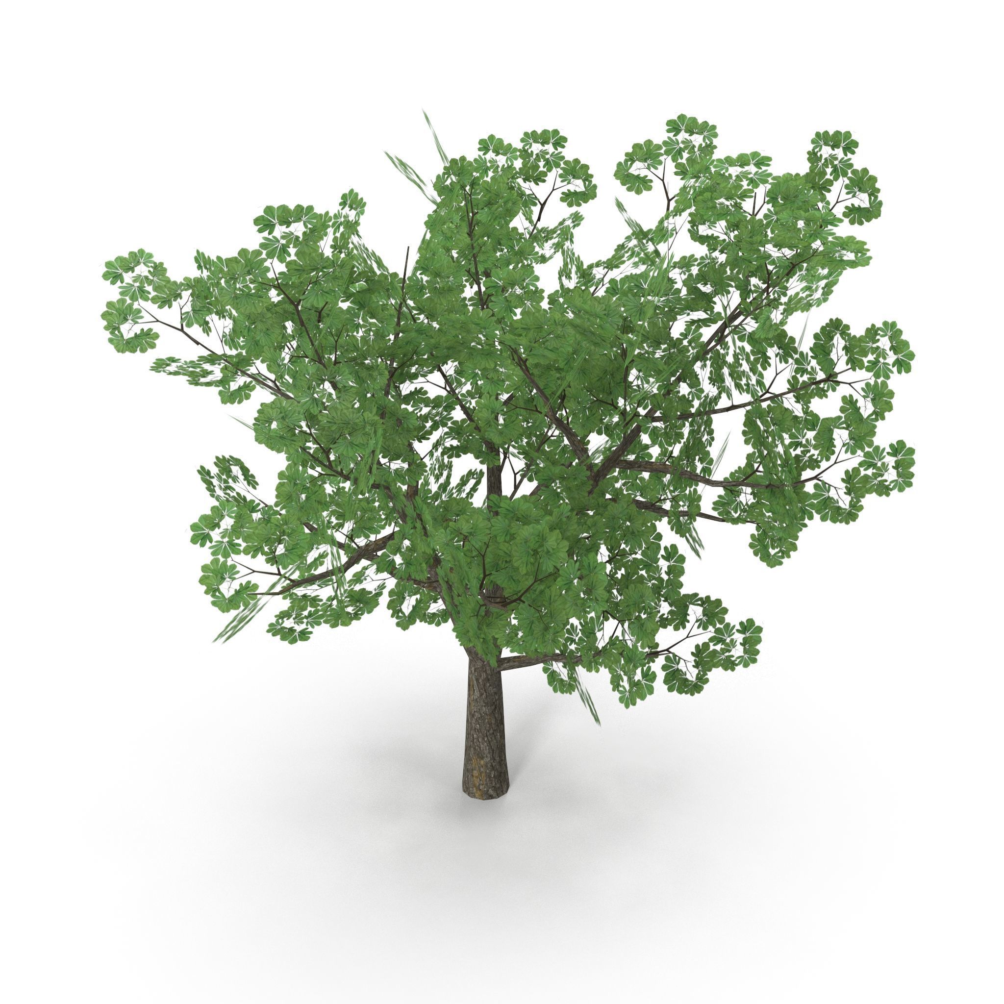 Horsechestnut Low Poly V2 Low-poly 3D model_3