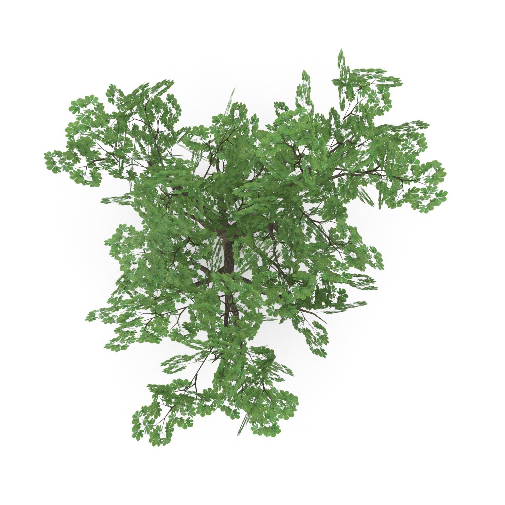 Horsechestnut Low Poly V2 Low-poly 3D model_2