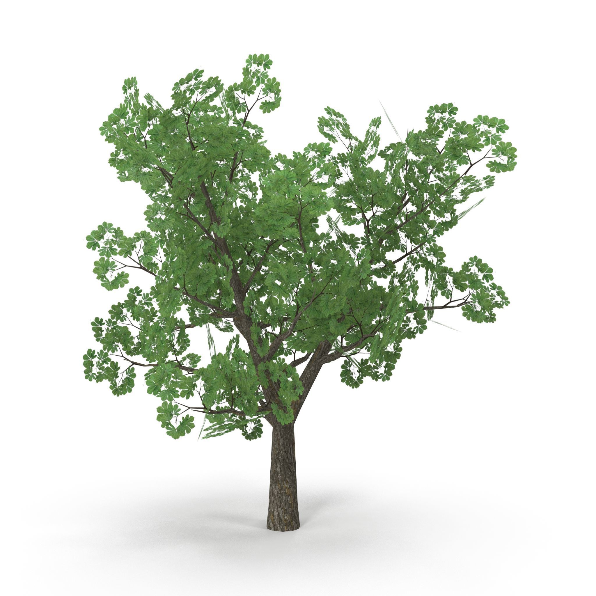 Horsechestnut Low Poly V2 Low-poly 3D model_7