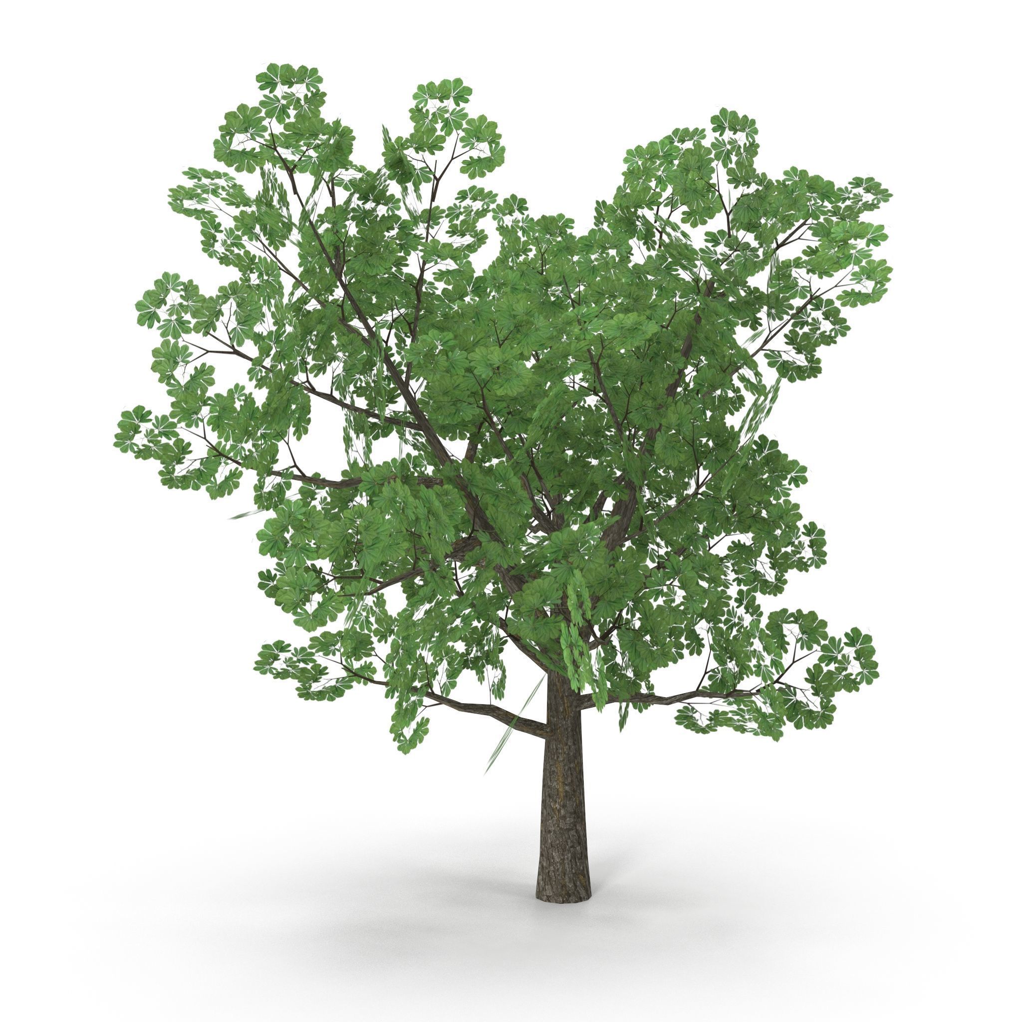 Horsechestnut Low Poly V2 Low-poly 3D model_5