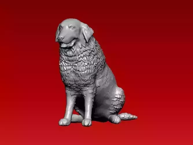 Australian Shepherd Dog 3D Print Model 3D print model