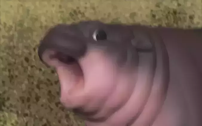 Moo Deng - Cutest Baby Hippo Ever 3D print model