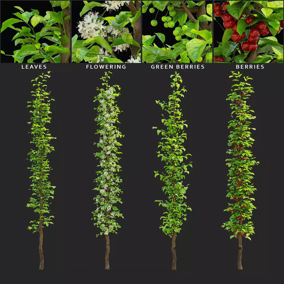 Cherry tree columnar 3D model