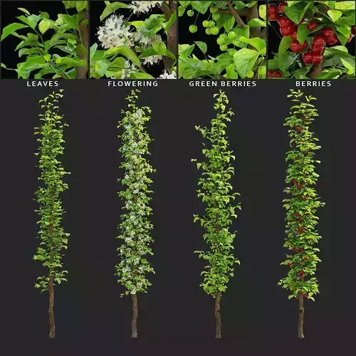 Cherry tree columnar