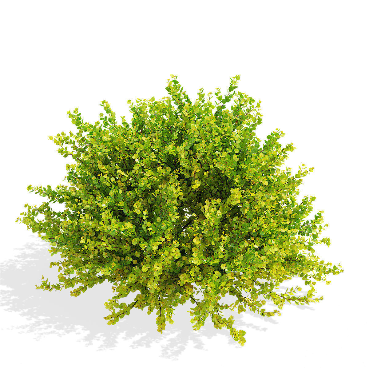 Betula nana golden treasure 3D model_7