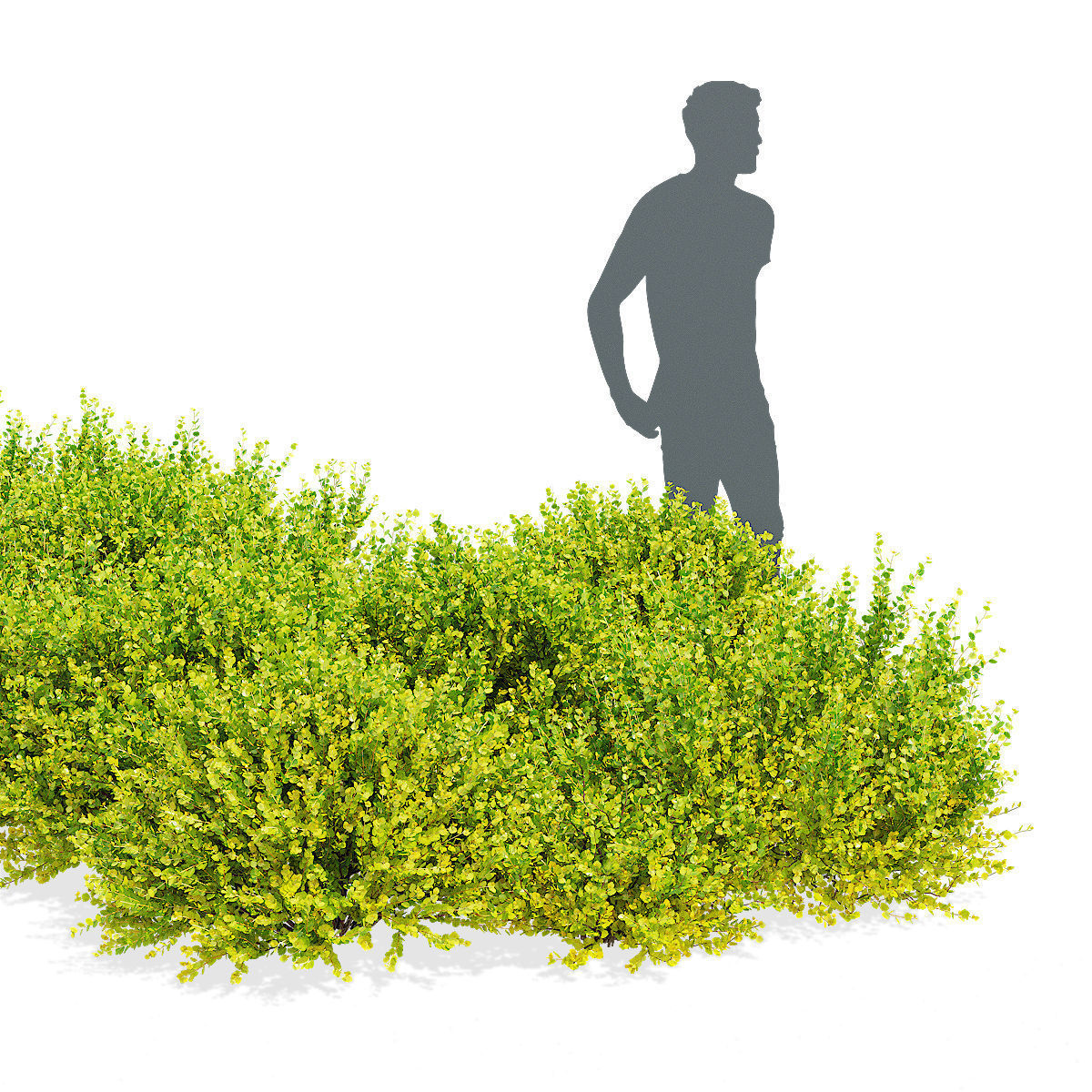 Betula nana golden treasure 3D model_2