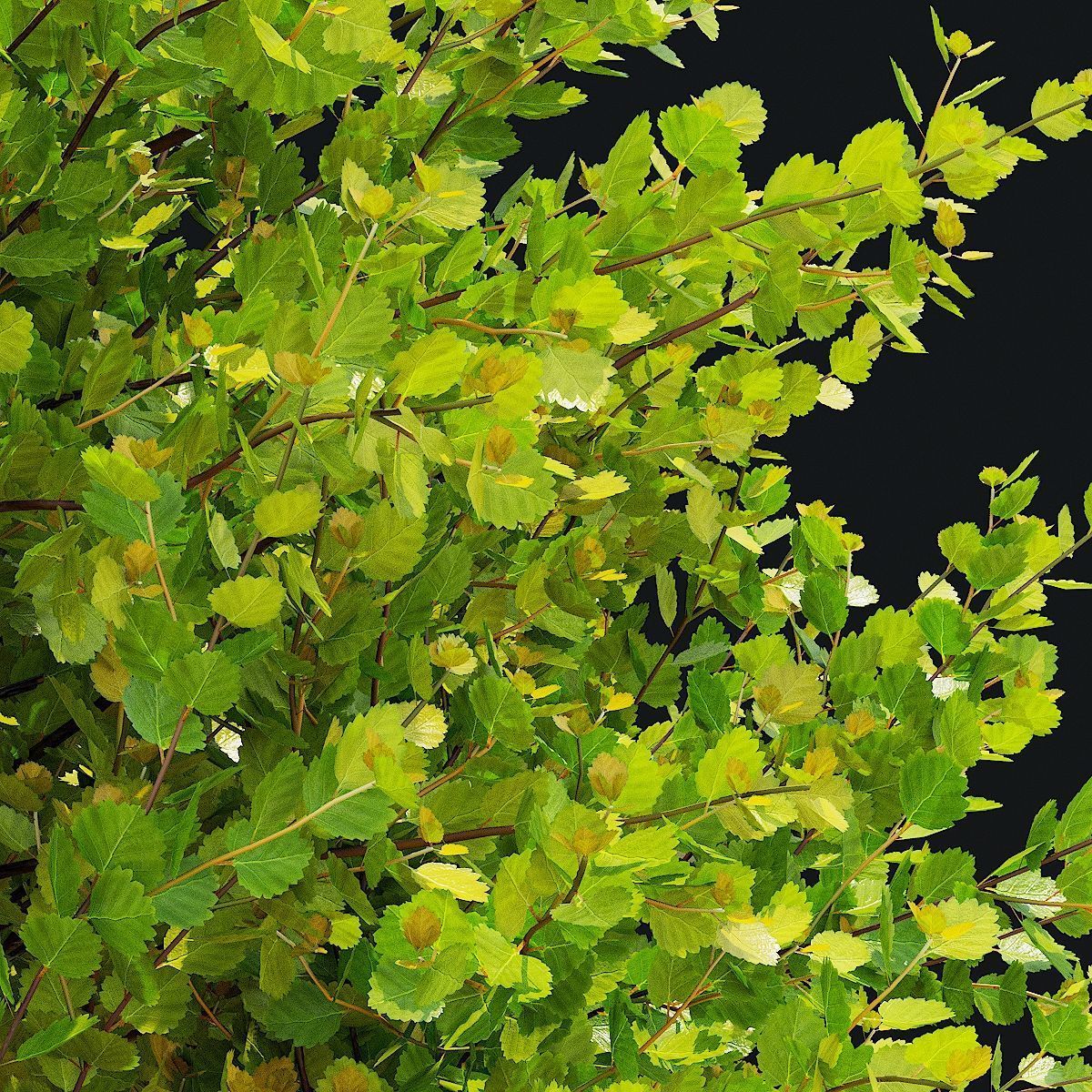 Betula nana golden treasure 3D model_4