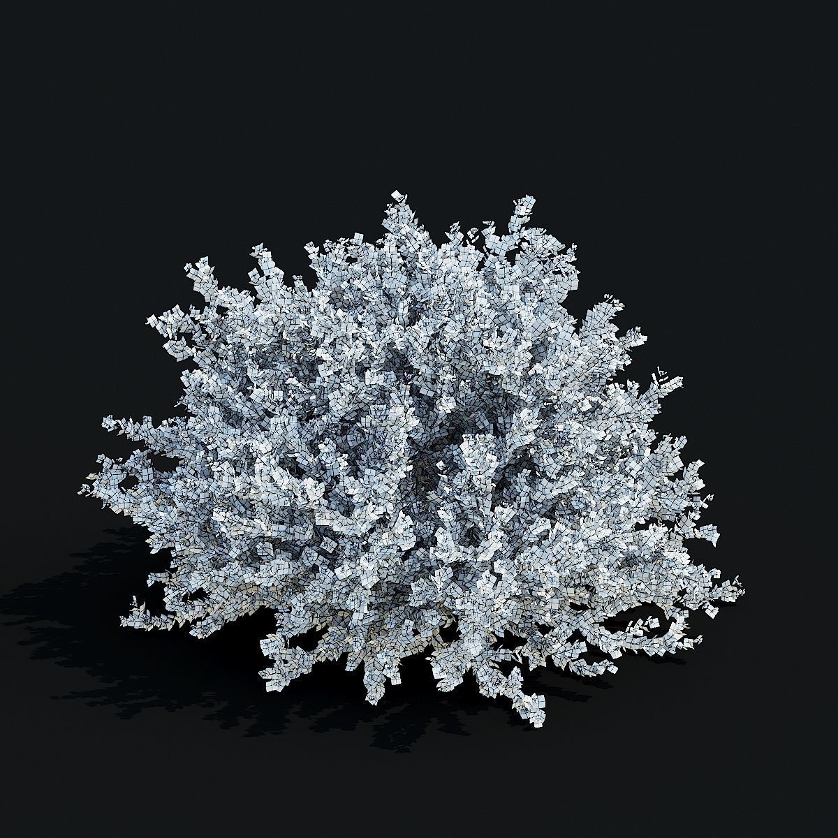 Betula nana golden treasure 3D model_10