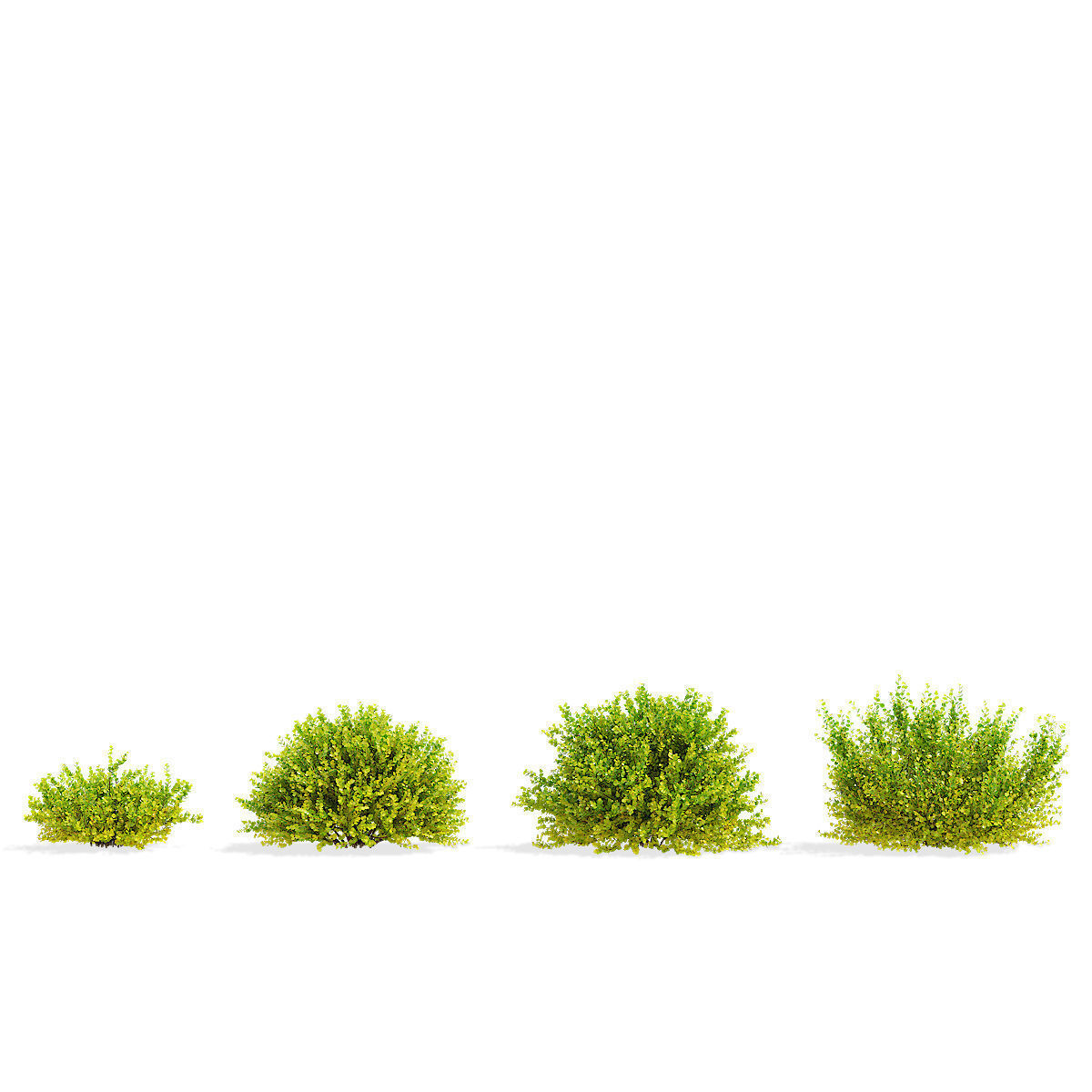 Betula nana golden treasure 3D model_5