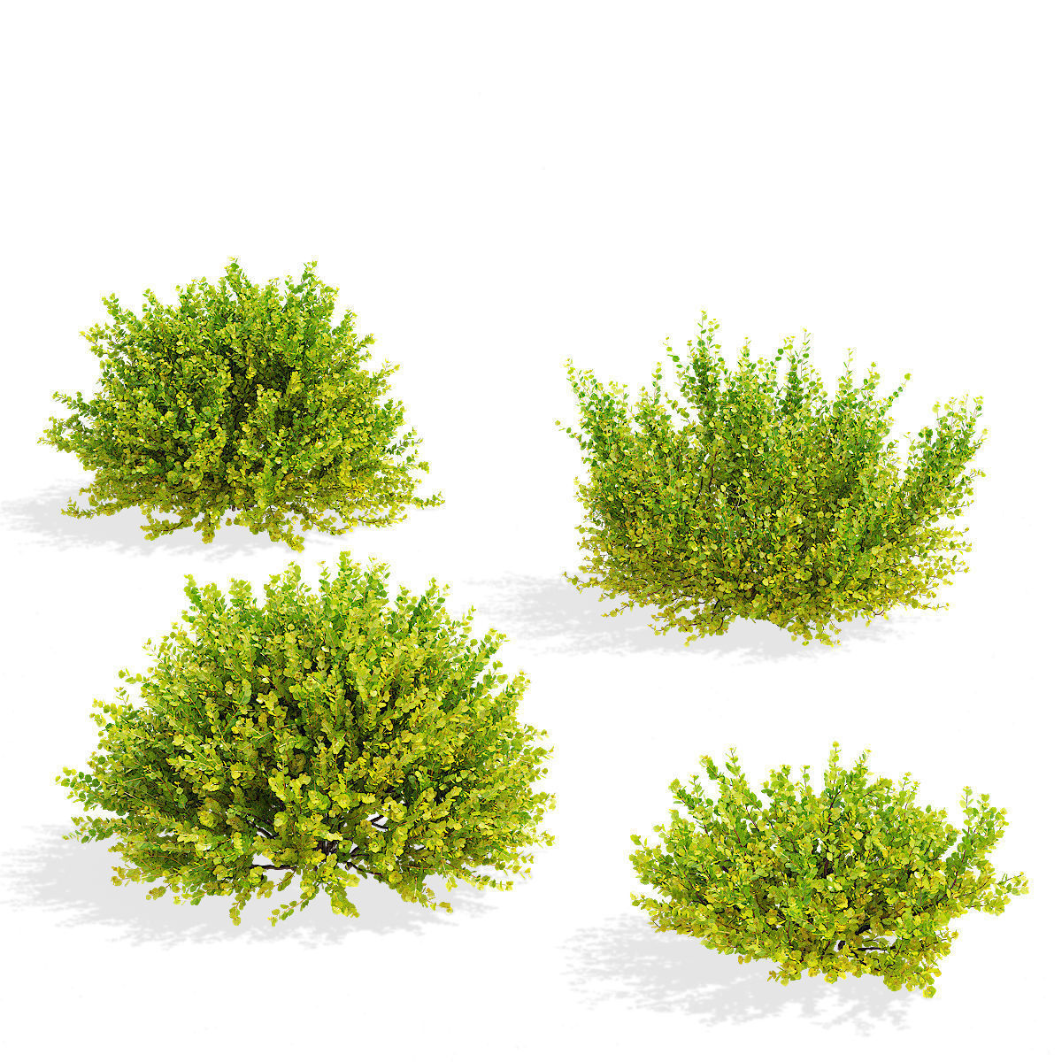 Betula nana golden treasure 3D model_3