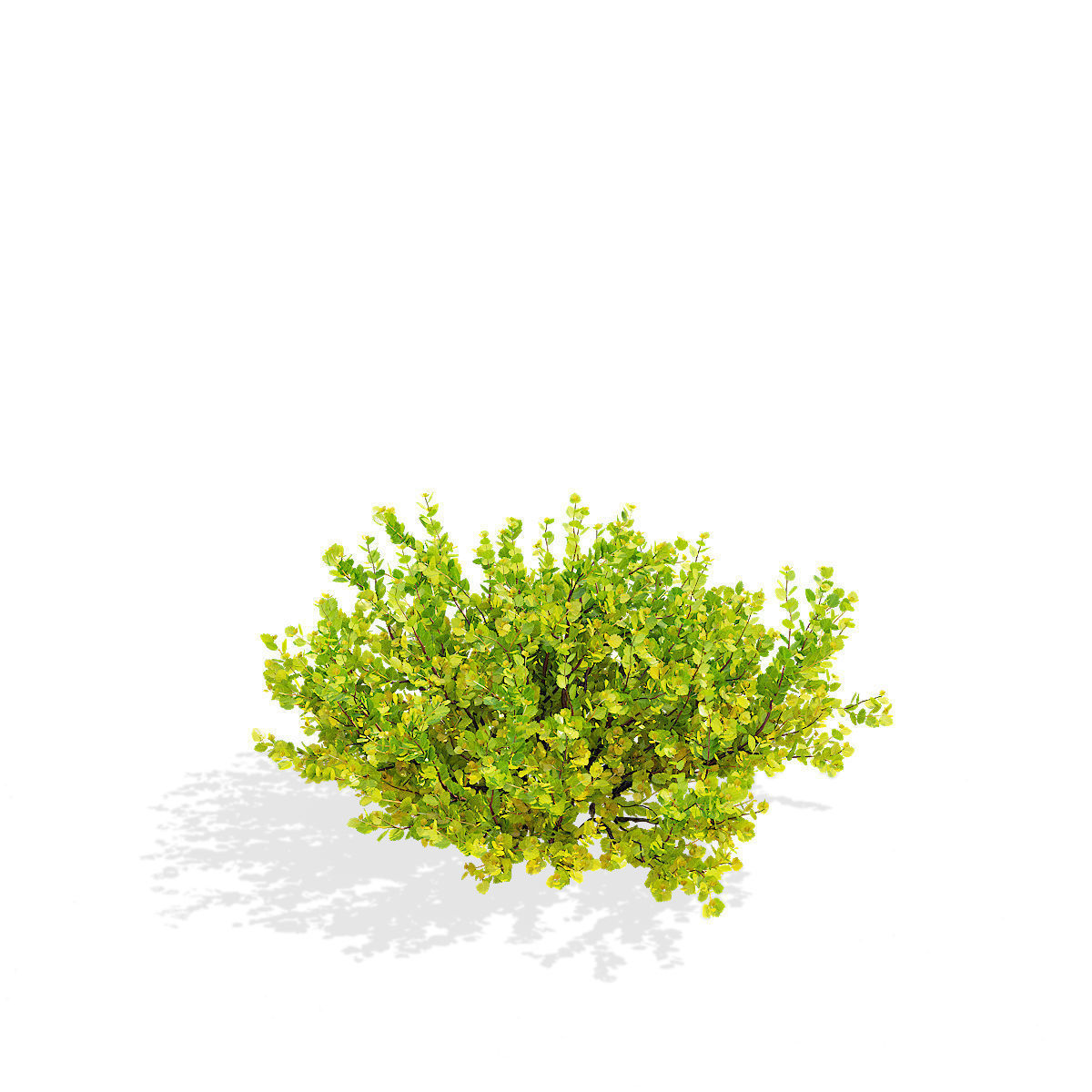 Betula nana golden treasure 3D model_9