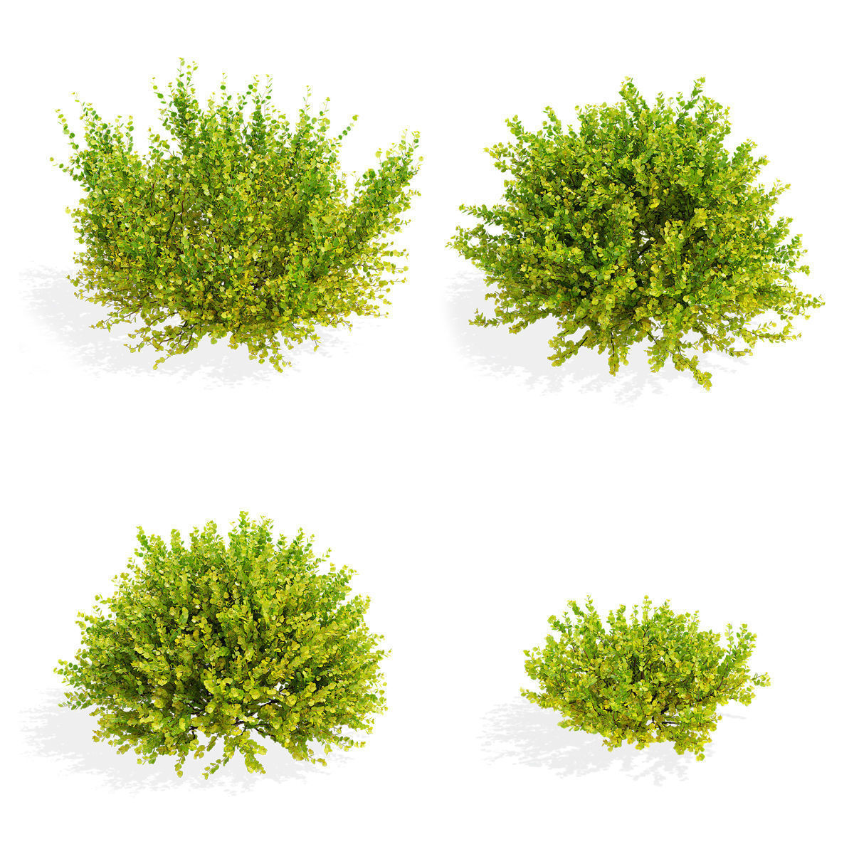 Betula nana golden treasure 3D model_1