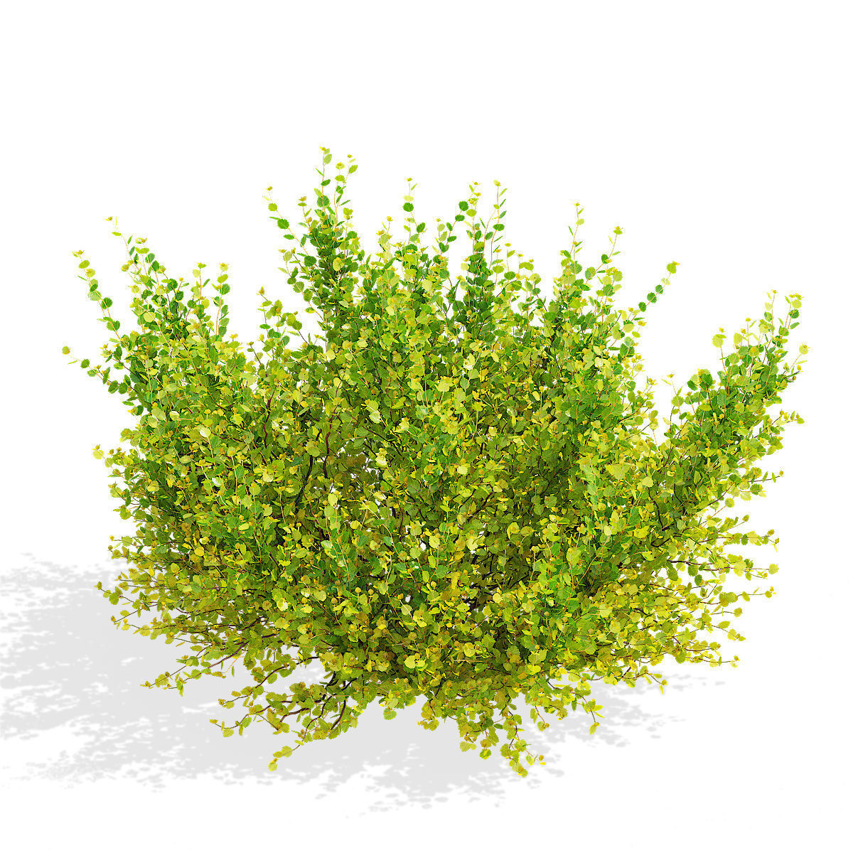 Betula nana golden treasure 3D model_6