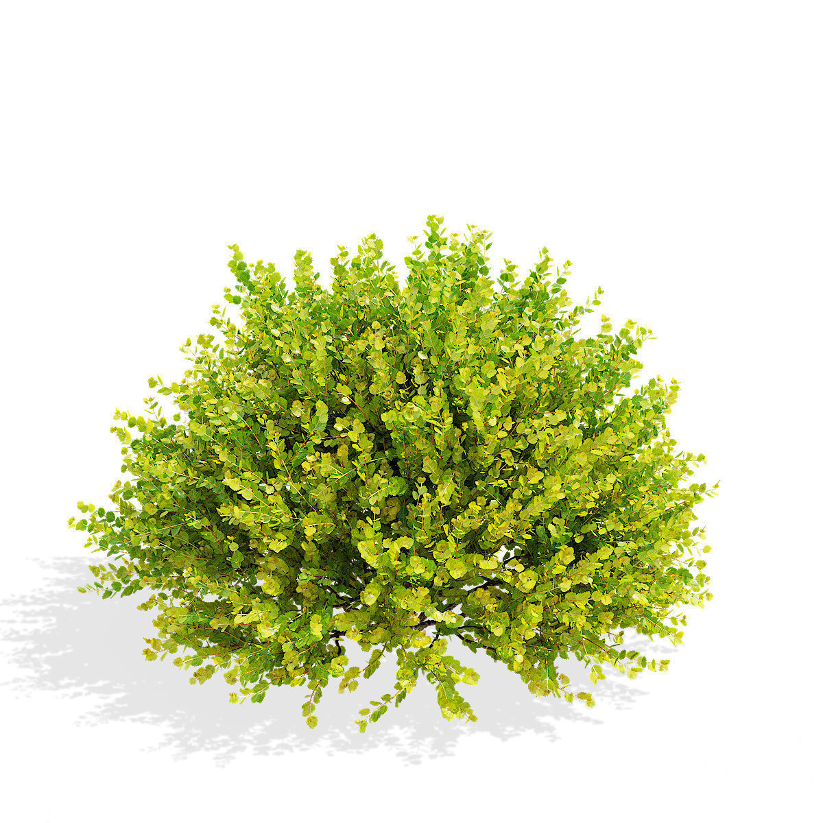 Betula nana golden treasure 3D model_8