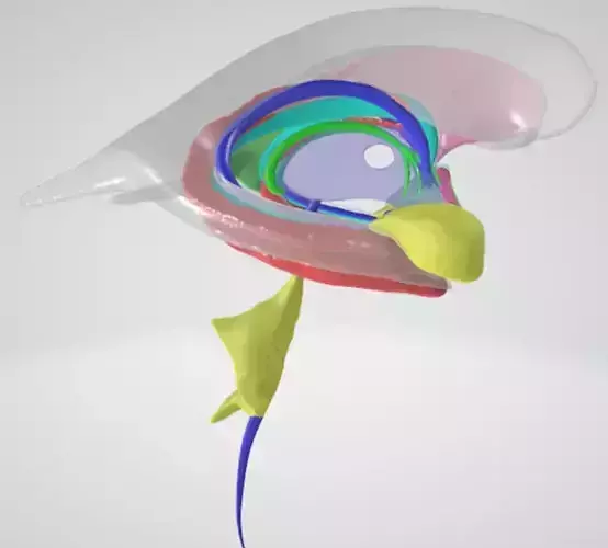High resolution 17-part 3D Limbic - Cerebral Ventricular Systems 3D print model