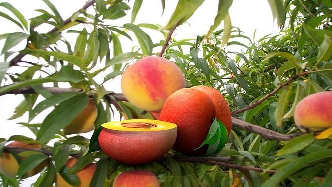 fruit pessego red 3D model 4