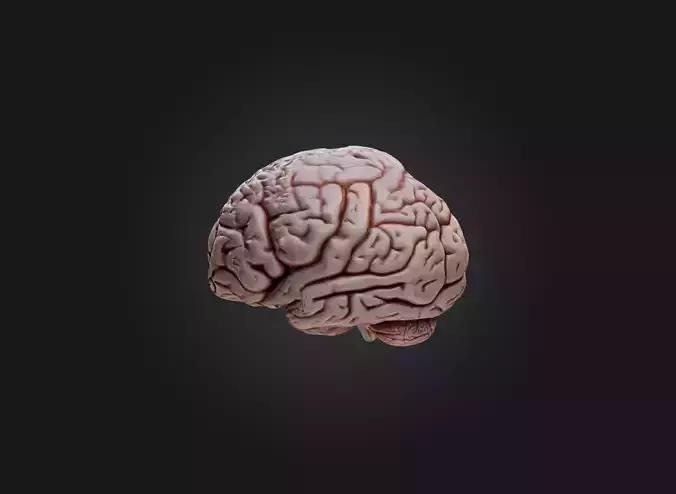 brain Low-poly 3D model