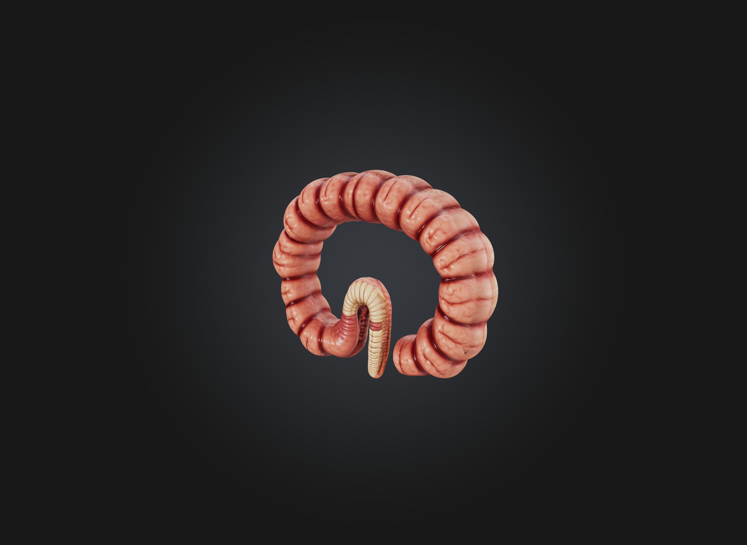 small intestine Low-poly 3D model_7