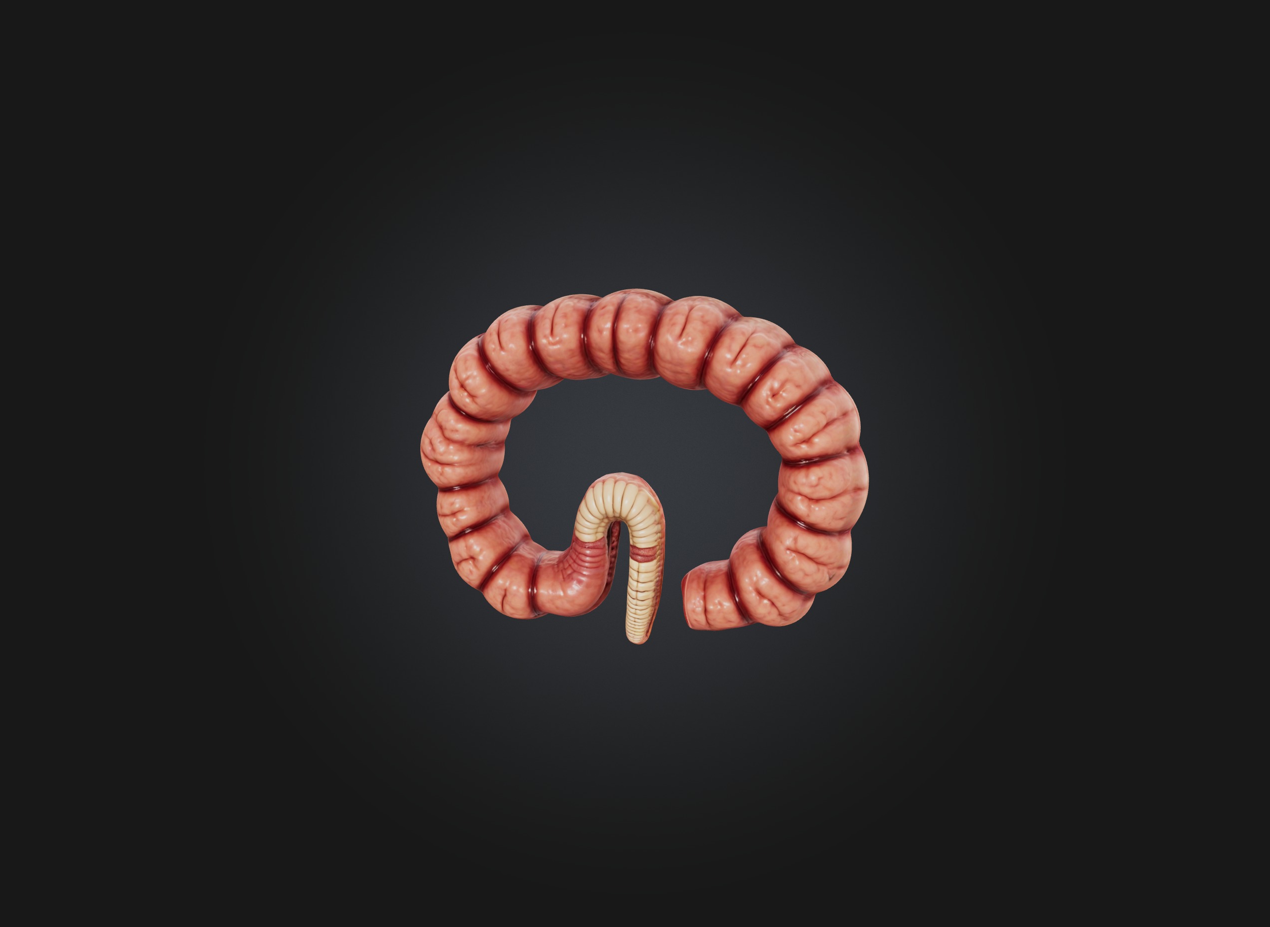 small intestine Low-poly 3D model_2